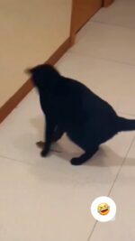 euamogatoss-20241211-0001